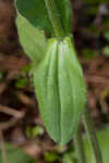 Common Leopardbane